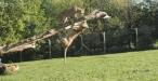 The Killer Animatronics Exhibition at Longleat