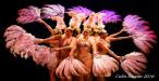 The Flaming Feathers Summer Cabaret