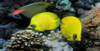 Coral Carnival - Bristol Aquarium - 18th July–30th August 2020