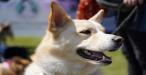 Weston Rotary Dog Day - 8th May 2021